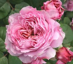 Роза чайно-гибридная Айсфогель (Германия) 4л